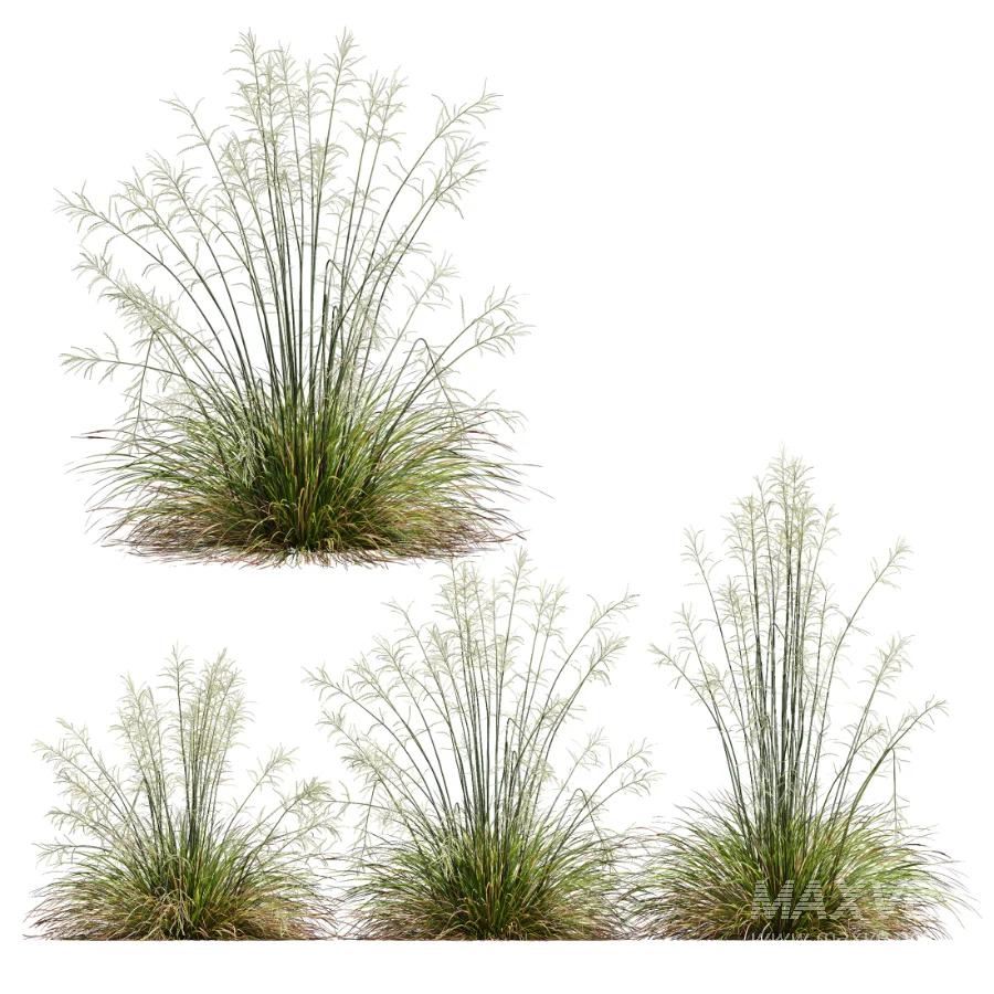 AV Calamagrostis Acutiflora Karl Foerster and Stipa arundinacea Sweet Grasses - Image 3