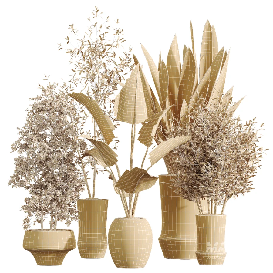 AV Indoor Plants Set 457 Olive Eucalyptus and Bird Of Paradise and Chemlali Olive and Snake Sansevieria - Image 9