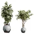 AV Indoor Plants Set 469 Rhapis Lady Palm and Chemlali Olive and Bird Of ParadiseBird and Ficus Elastica - Thumbnail 6