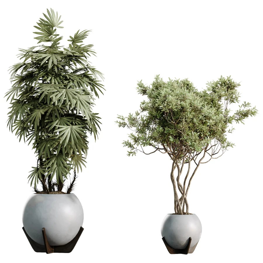 AV Indoor Plants Set 469 Rhapis Lady Palm and Chemlali Olive and Bird Of ParadiseBird and Ficus Elastica - Image 6