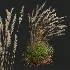 AV Calamagrostis Acutiflora Karl Foerster - Thumbnail 4