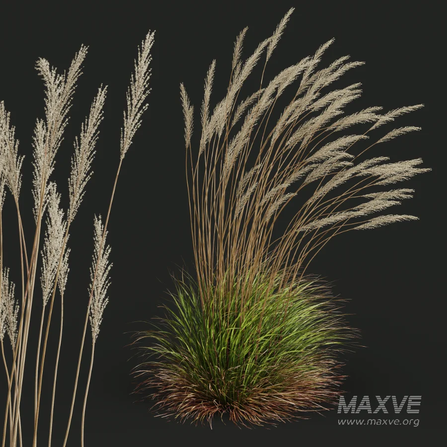 AV Calamagrostis Acutiflora Karl Foerster - Image 4