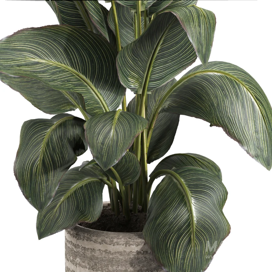 indoor plant 049 - Image 4