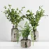 Plant Collection 017 - Thumbnail 4