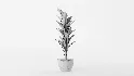Banana Leaf Tree in Planter - Thumbnail 11