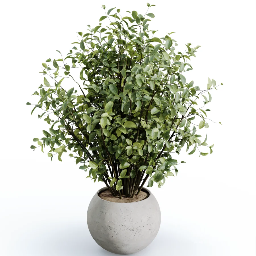 AV Indoor Plants Set 484 Areca Palm and Olive Eucalyptus and Dracaena Warnecki and Ficus Elastica - Image 1