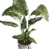 indoor plant 078 - Thumbnail 3