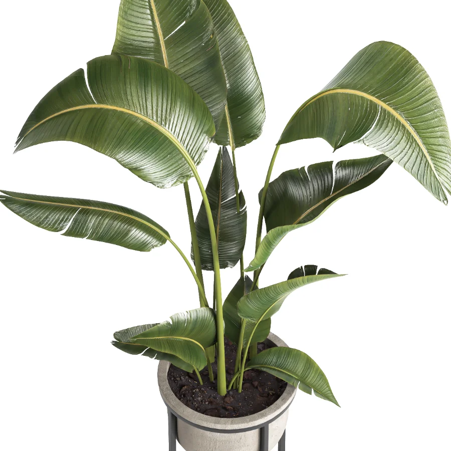 indoor plant 078 - Image 3