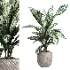 indoor plant 050 - Thumbnail 1