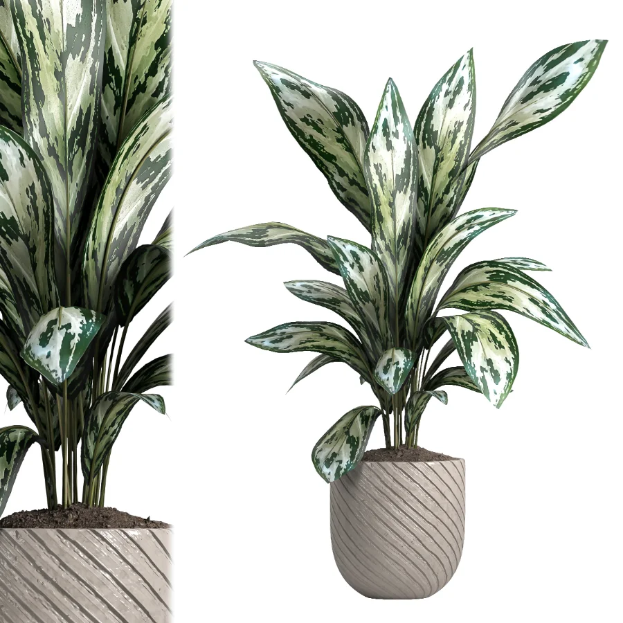 indoor plant 050 - Image 1