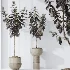 AV Indoor Plants Set 486 Rubber Ficus Elastica Abidjan Melany - Thumbnail 7