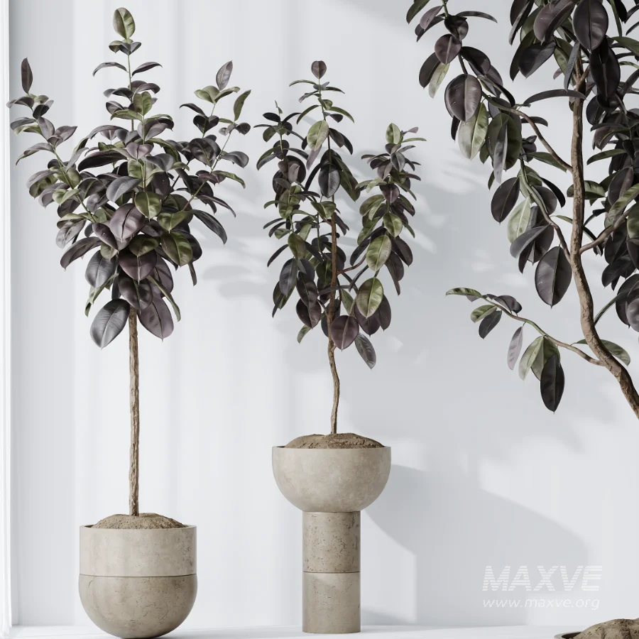 AV Indoor Plants Set 486 Rubber Ficus Elastica Abidjan Melany - Image 7