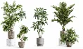 Modern Tropical Indoor Plant Collection | High Poly Decorative Plants - Thumbnail 4