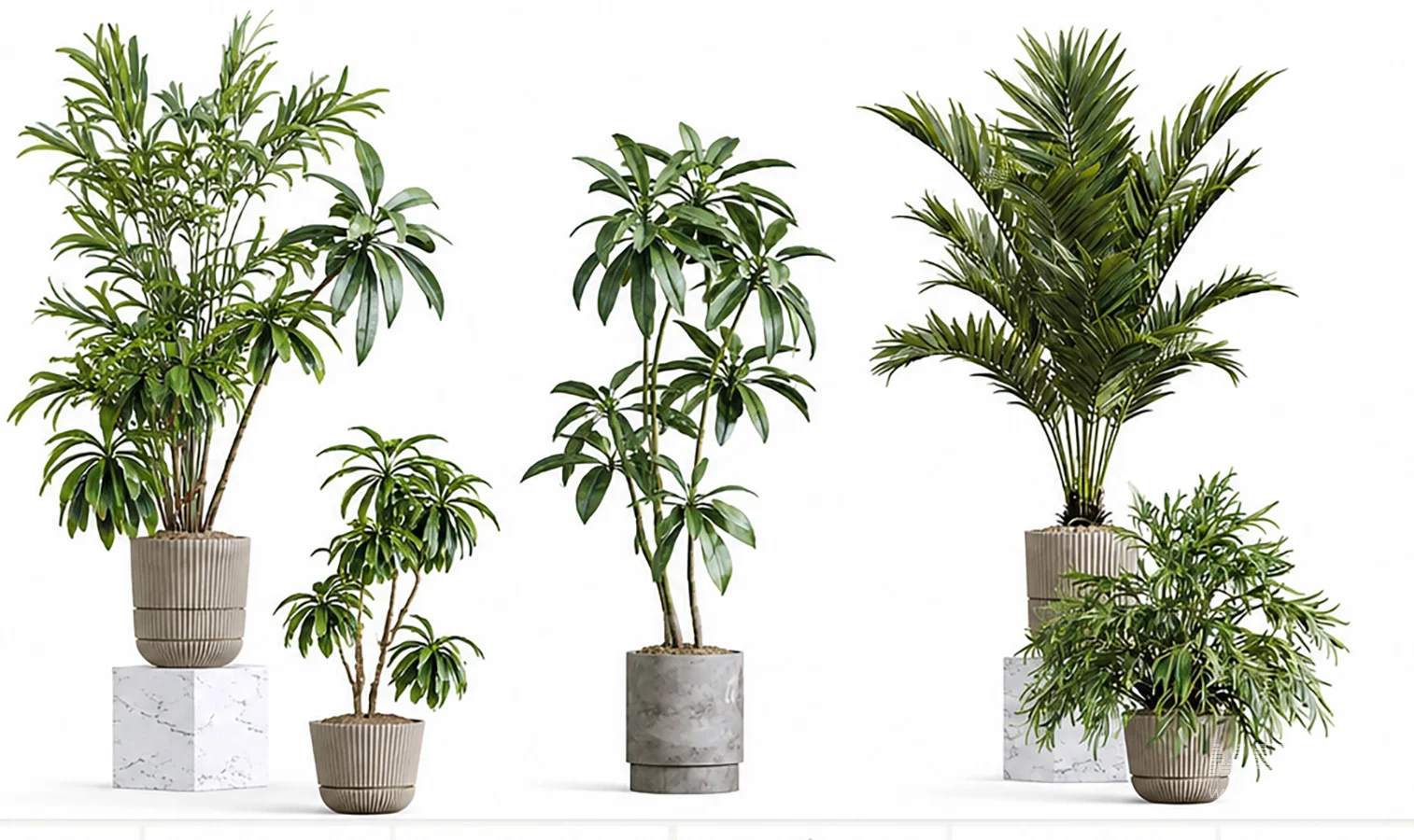 Modern Tropical Indoor Plant Collection | High Poly Decorative Plants - Image 4