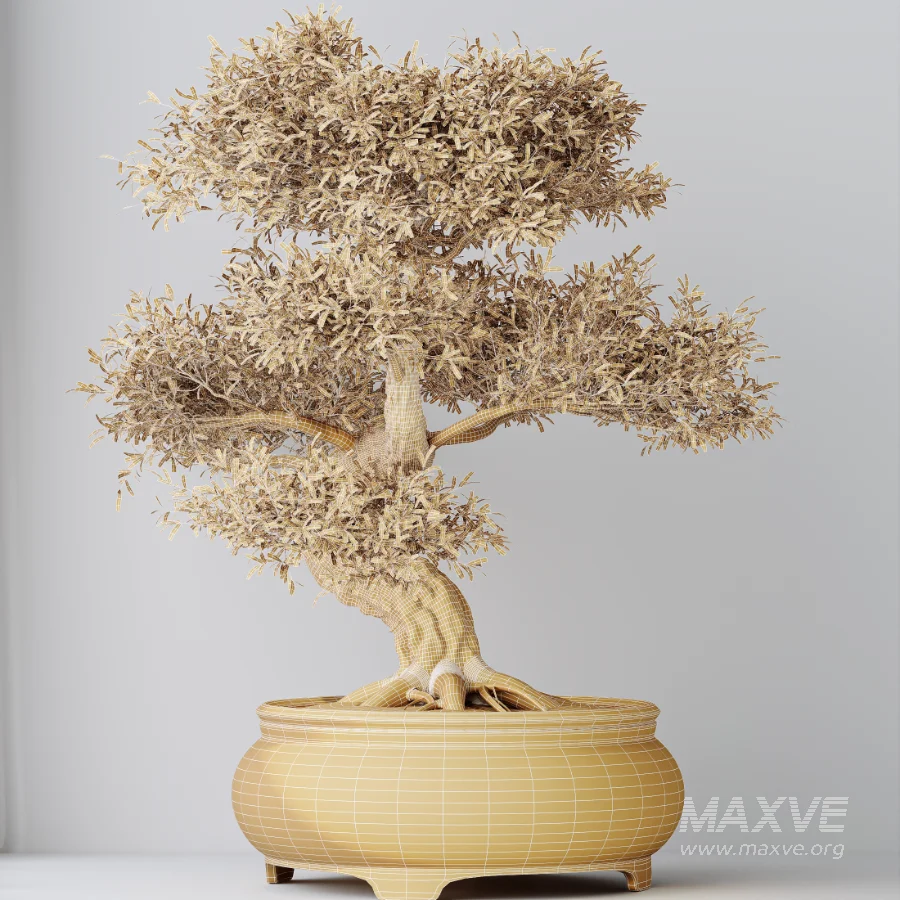 AV Indoor Plants Set 474 Areca Palm and Chemlali Olive and Ravenala Banana and Dracaena Lime Cane and Ficus Cyathistipula - Image 10
