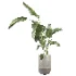 indoor plant 077 - Thumbnail 2