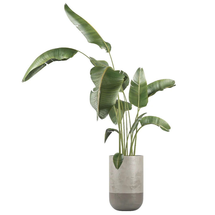 indoor plant 077 - Image 2