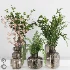 Plant Collection 017 - Thumbnail 5