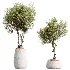 AV Indoor Plants Set 525 Yucca Olive Areca Palm Spathiphyllum - Thumbnail 7