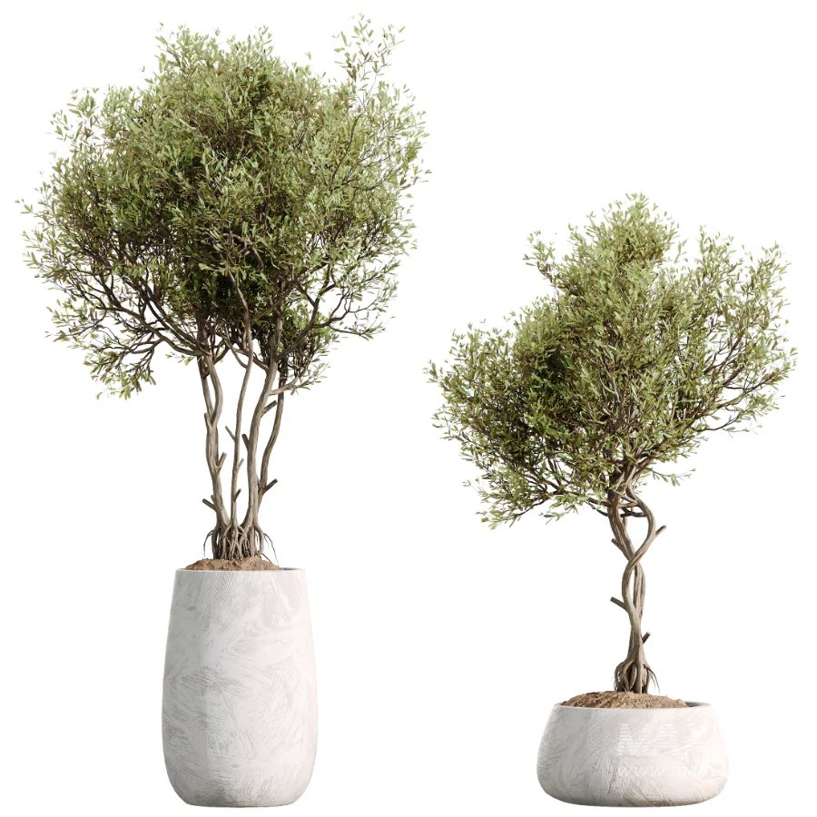 AV Indoor Plants Set 525 Yucca Olive Areca Palm Spathiphyllum - Image 7