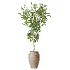 AV Indoor Plants Set 481 Palm Pachira Sansevieria Ficus Olive - Thumbnail 5