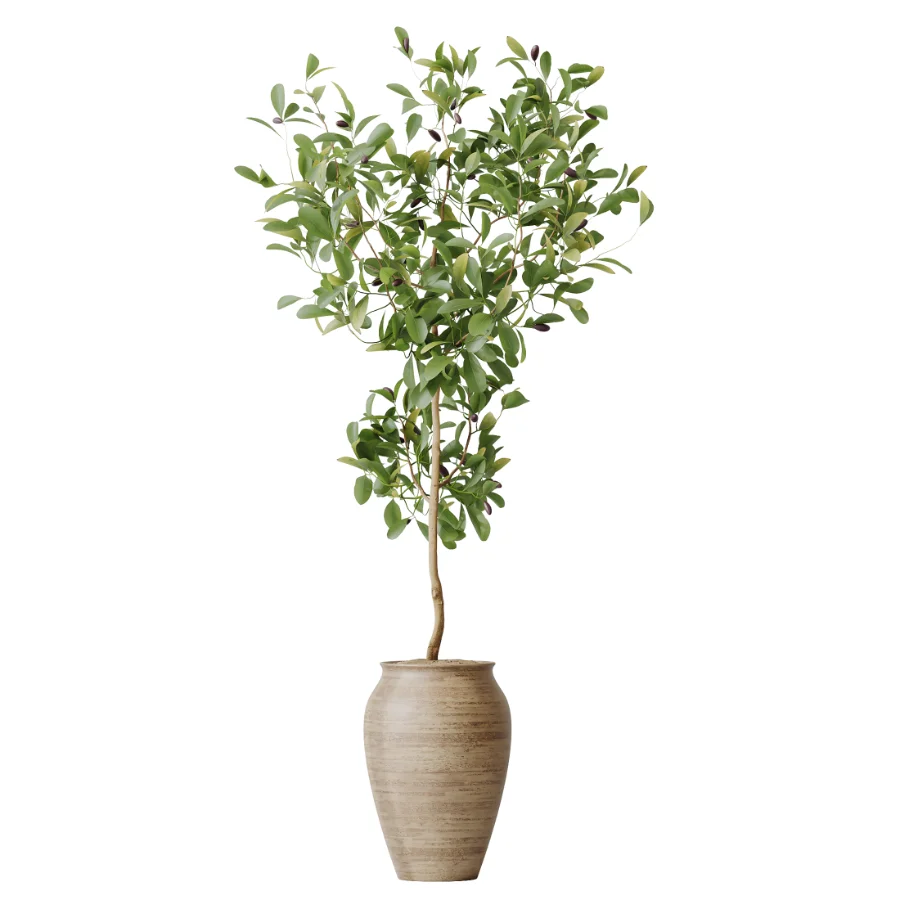 AV Indoor Plants Set 481 Palm Pachira Sansevieria Ficus Olive - Image 5