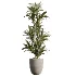 AV Indoor Plants Set 478 Ficus Cane Dragon Bonsai Coconut Palm - Thumbnail 5