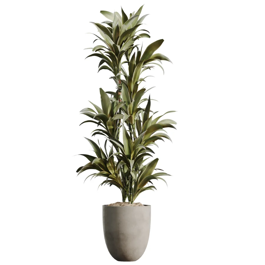AV Indoor Plants Set 478 Ficus Cane Dragon Bonsai Coconut Palm - Image 5