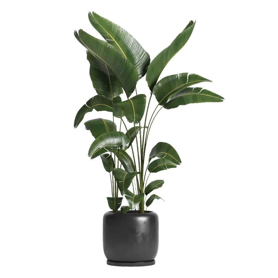 indoor plant 056 - Image 2