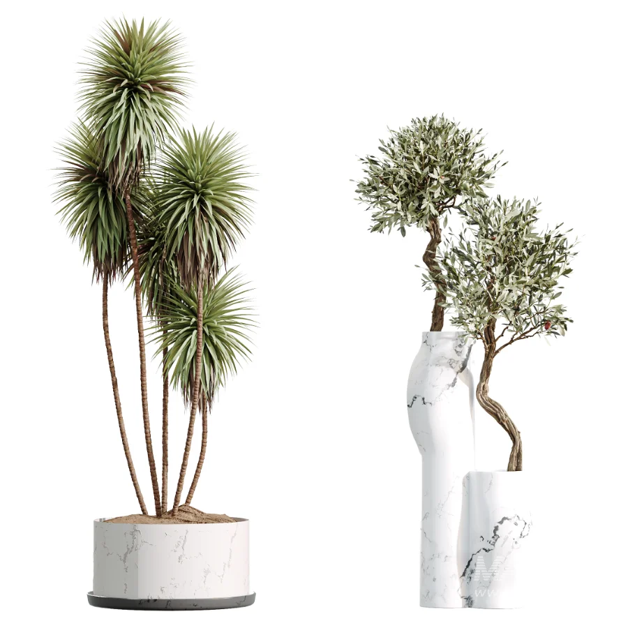 AV Indoor Plants Set 476 Yucca Elephantipes and Olive Tree and Zamioculcas Zamiifolia and Peace Lily - Image 6