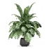 Strelitzia nicolai plant - Thumbnail 5