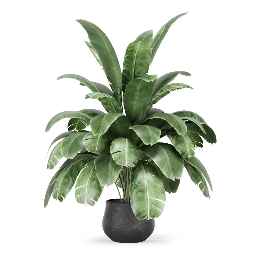 Strelitzia nicolai plant - Image 5