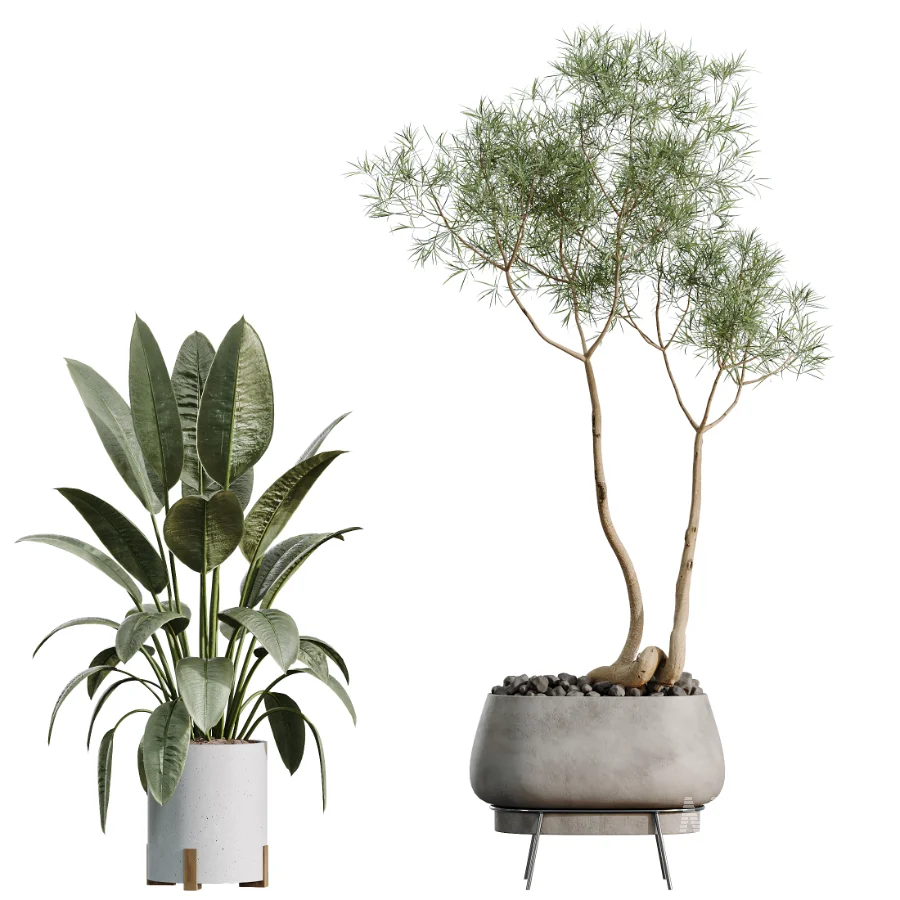 AV Indoor Plants Set 524 Pachira Ficus Dracaena Cactus - Image 9
