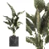 indoor plant 060 - Thumbnail 3