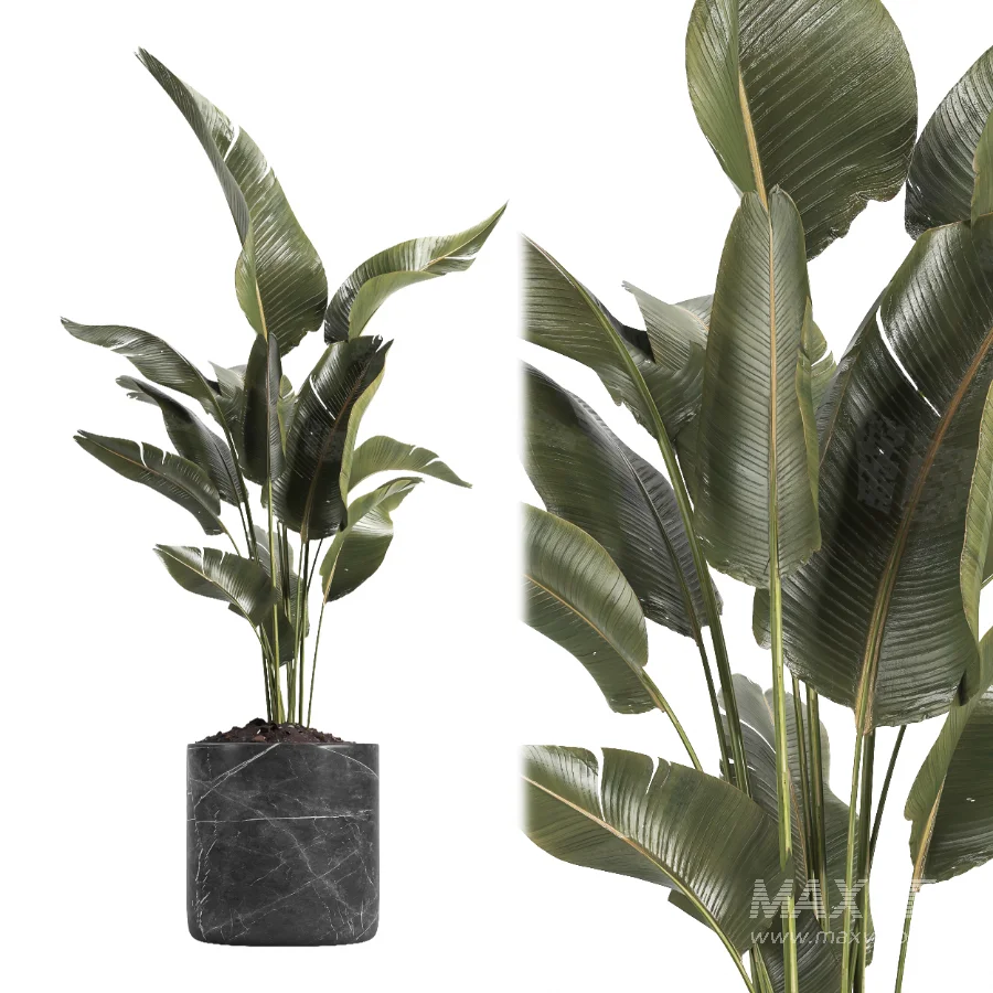 indoor plant 060 - Image 3