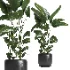 indoor plant 056 - Thumbnail 1