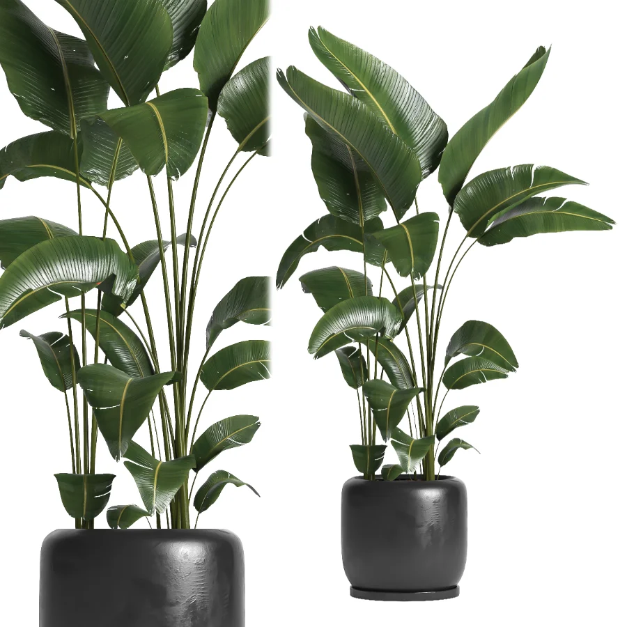 indoor plant 056 - Image 1