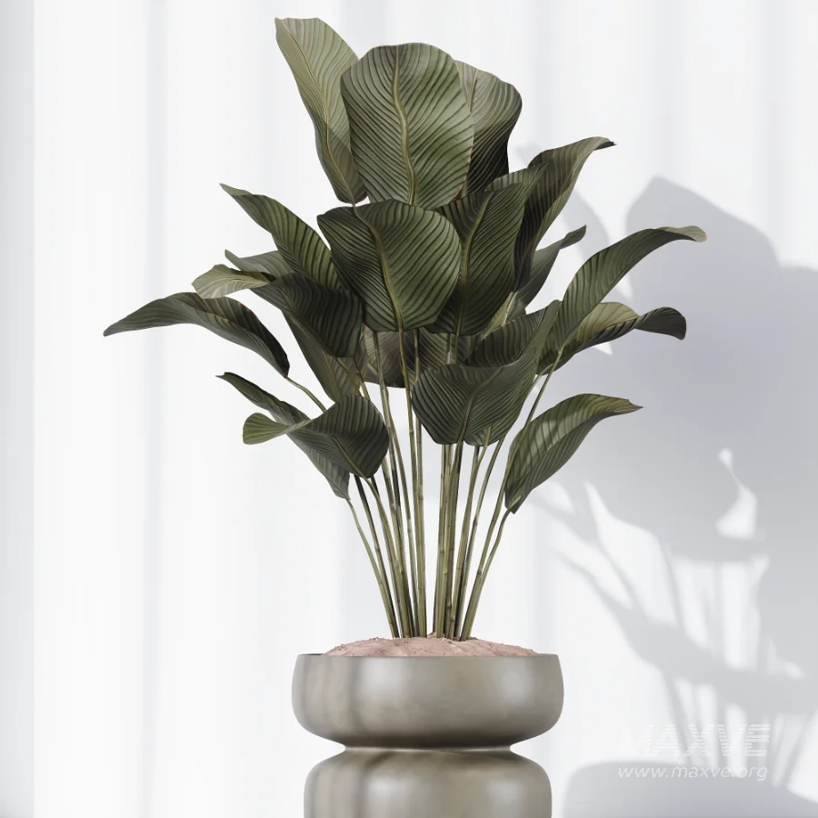 AV Indoor Plants Set 473 Spineless Yucca and Calathea Lutea and Snake Sansevieria and Olive Indoor Tree - Image 7