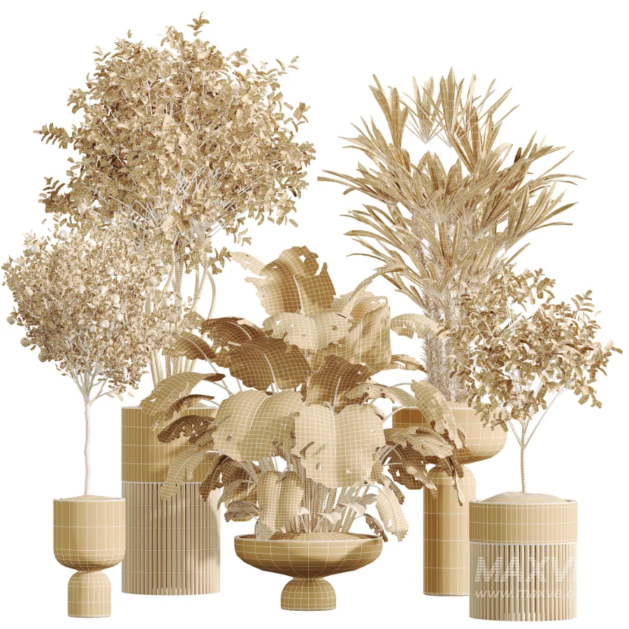AV Indoor Plants Set 488 Olive Eucalyptus and Lady Palm and Giant Monstera and Orange Calamondin Tree - Image 8