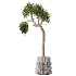 ntal plant species to create a balanced composition suitable for modern interiors, outdoor environments, and high-end architectural scenes. - Thumbnail 2