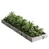Outdoor Plant 49 - Thumbnail 1