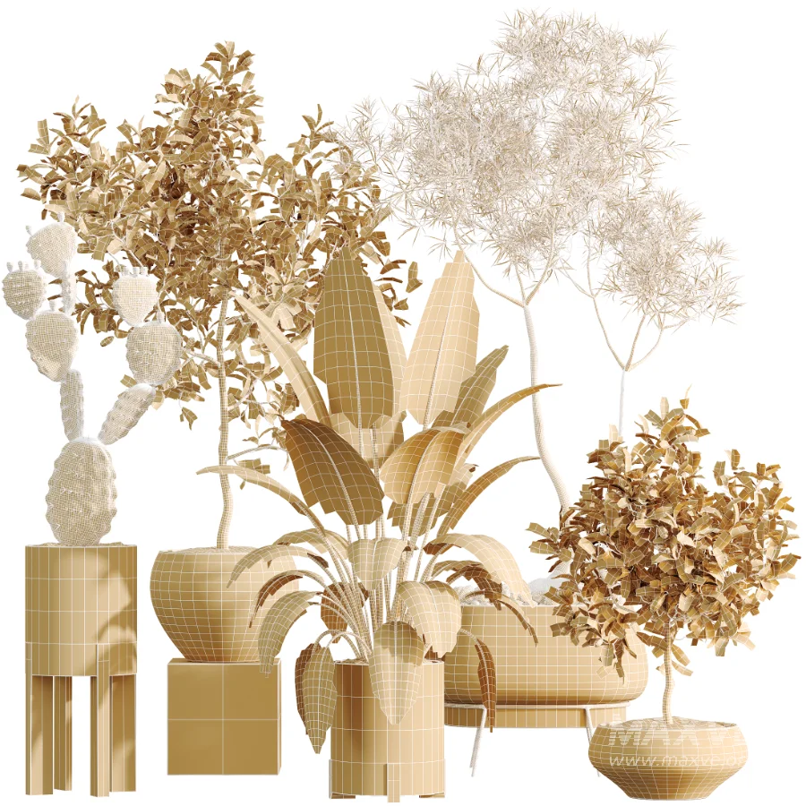 AV Indoor Plants Set 524 Pachira Ficus Dracaena Cactus - Image 11