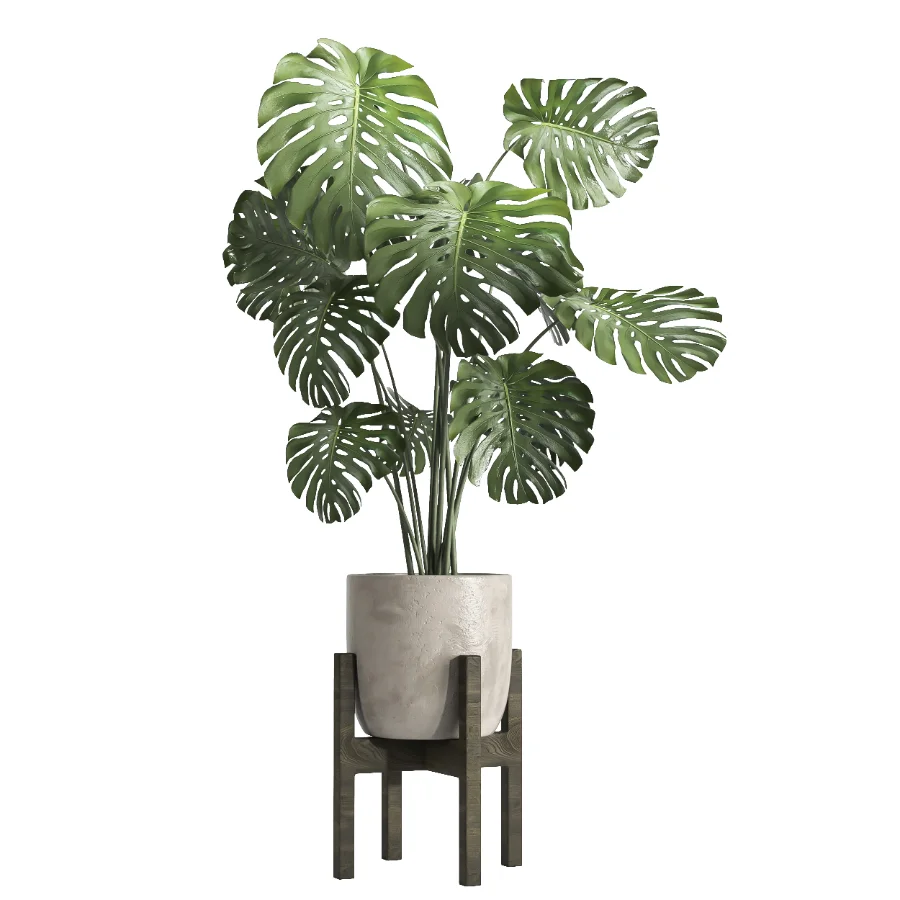 Monstera indoor plant 070 - Image 2
