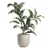 indoor plant 047 - Thumbnail 3