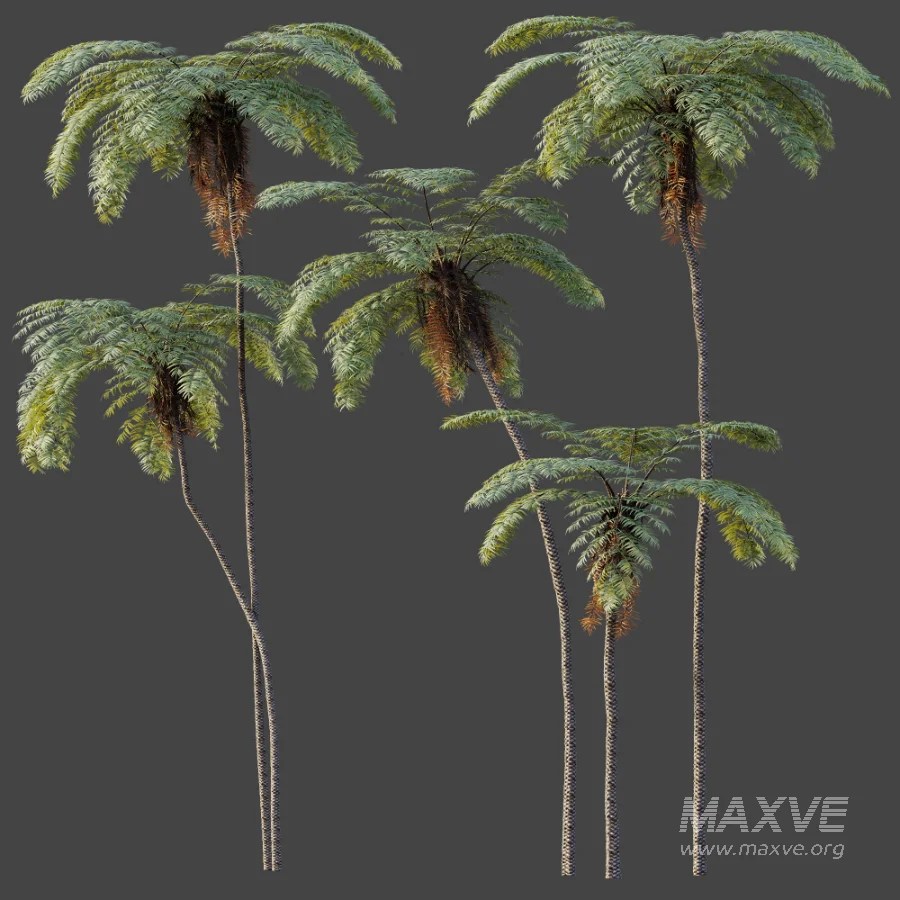 AV Plant Sphaeropteris Lepifera Palm Tree 01 - Image 5