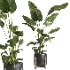 indoor plant 065 - Thumbnail 1