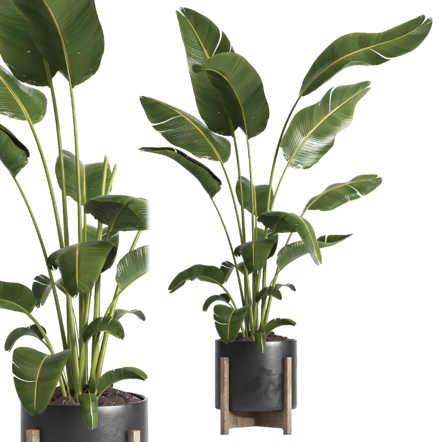indoor plant 065 - Image 1