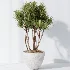 AV Indoor Plants Set 485 Ficus Elastica and Olive Eucalyptus and Yucca Elephantipes and Schefflera Arboricola and Bird Of ParadiseBird - Thumbnail 7