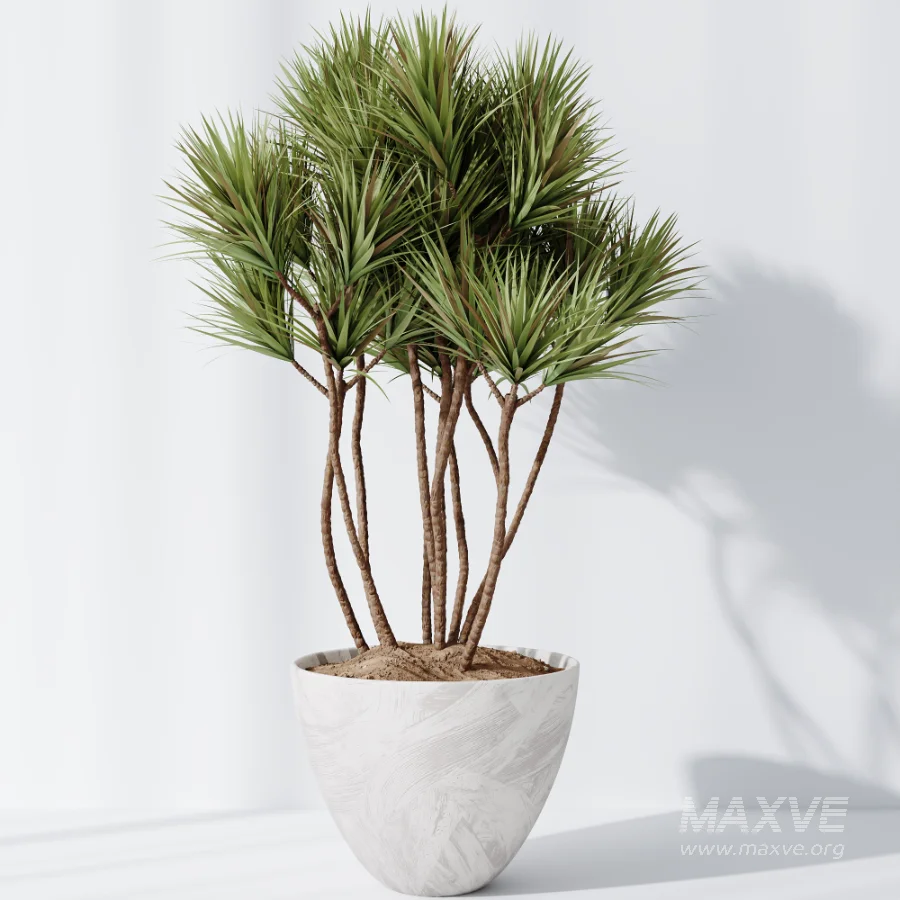 AV Indoor Plants Set 485 Ficus Elastica and Olive Eucalyptus and Yucca Elephantipes and Schefflera Arboricola and Bird Of ParadiseBird - Image 7