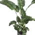 indoor plant 064 - Thumbnail 2